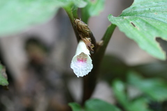 Boesenbergia pulcherrima